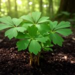 Comment cultiver le ginseng pour optimiser votre rendement et production
